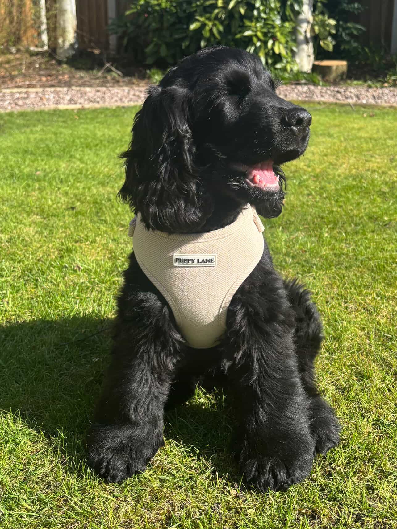 The Herringbone Collection - Cream Adjustable Harness