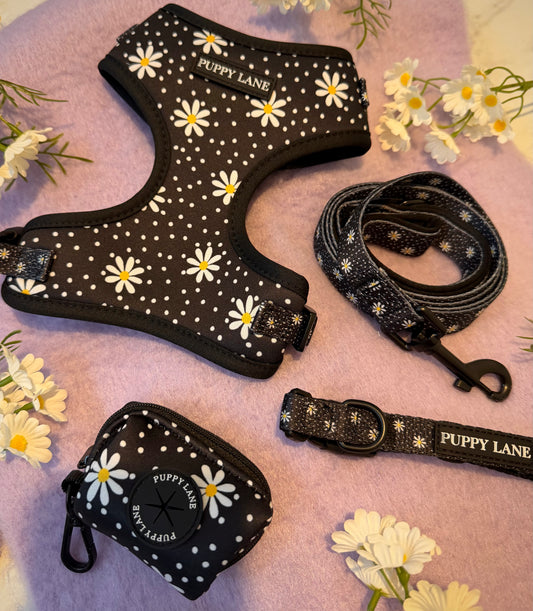 In Bloom - Daisy Bundle