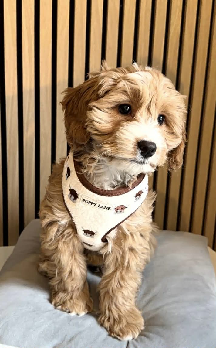 The Teddy Series x Angus - Adjustable Harness