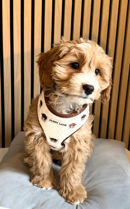 The Teddy Series x Angus - Adjustable Harness
