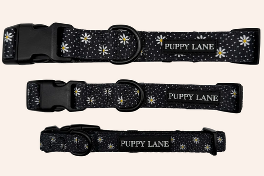 In Bloom - Daisy Collar