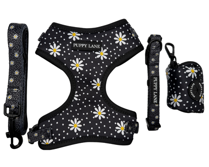 In Bloom - Daisy Bundle