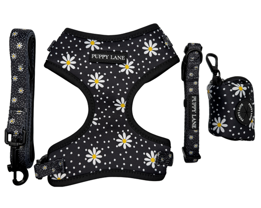 In Bloom - Daisy Bundle