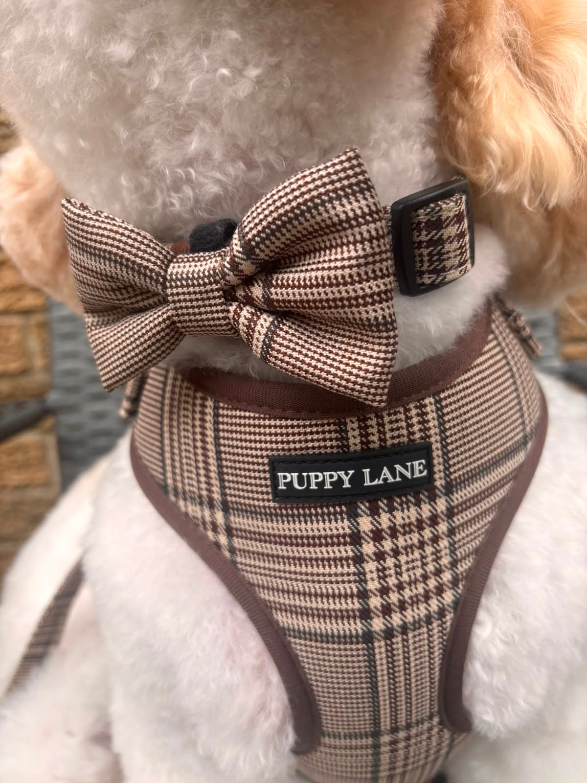 Pup in Plaid - Dickie Bow