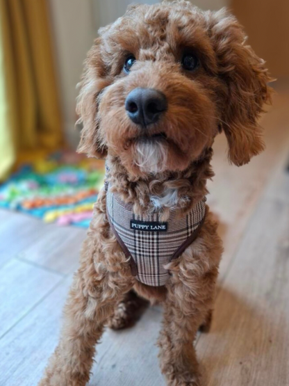 Pup in Plaid - Adjustable Harness