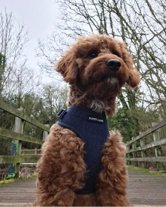 The Denim One - Adjustable Harness