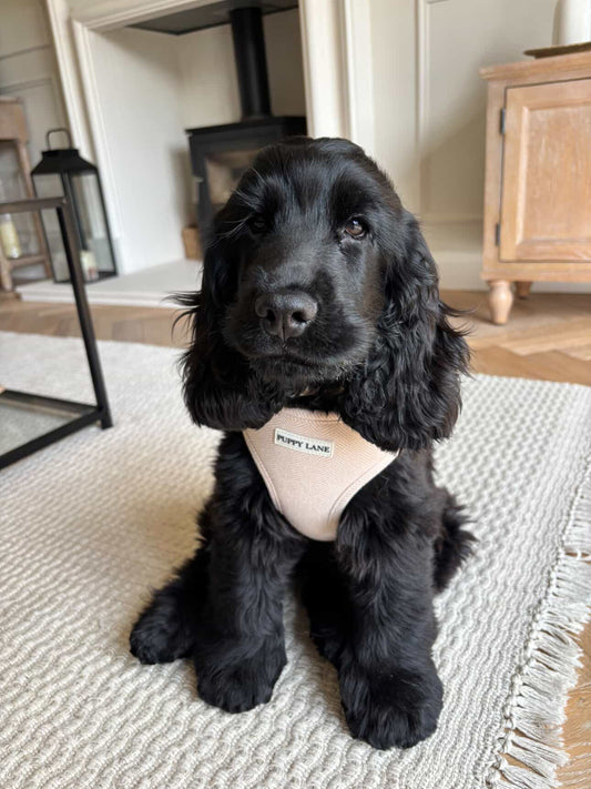 The Herringbone Collection - Cream Adjustable Harness