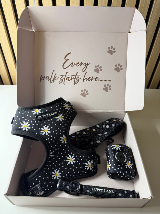 In Bloom - Daisy Bundle