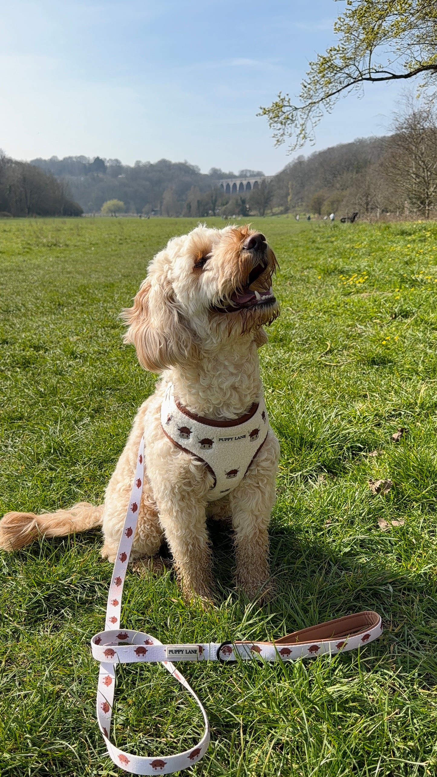 The Teddy Series x Angus - Adjustable Harness