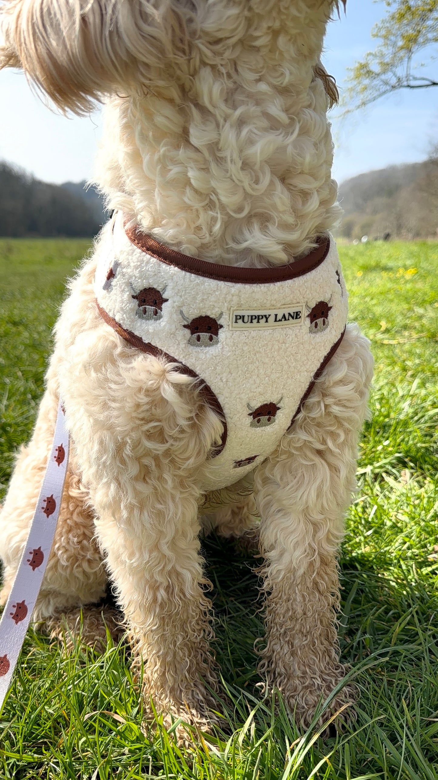 The Teddy Series x Angus - Adjustable Harness