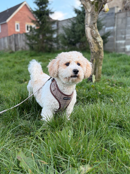 Pup in Plaid - Adjustable Harness