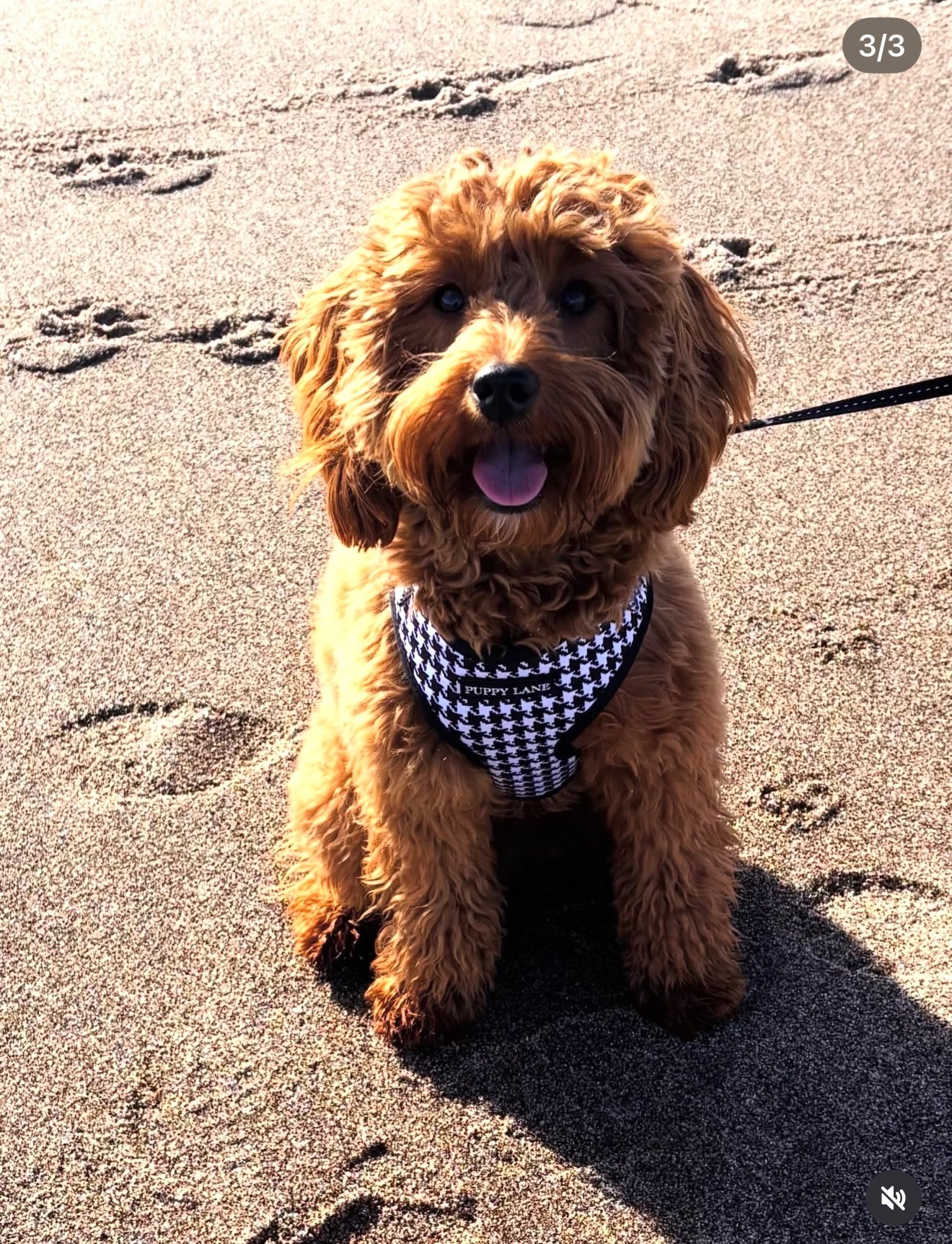 The Houndstooth Collection - Black and White Adjustable Harness