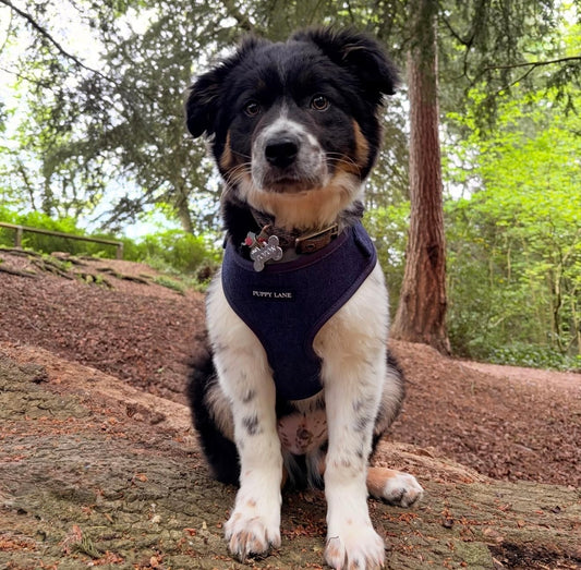The Denim One - Adjustable Harness