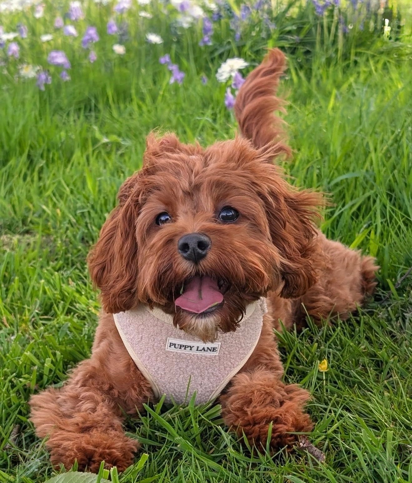 The Teddy Series - Cream Adjustable Harness