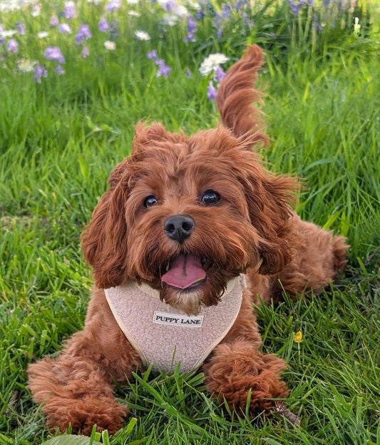 The Teddy Series - Cream Adjustable Harness