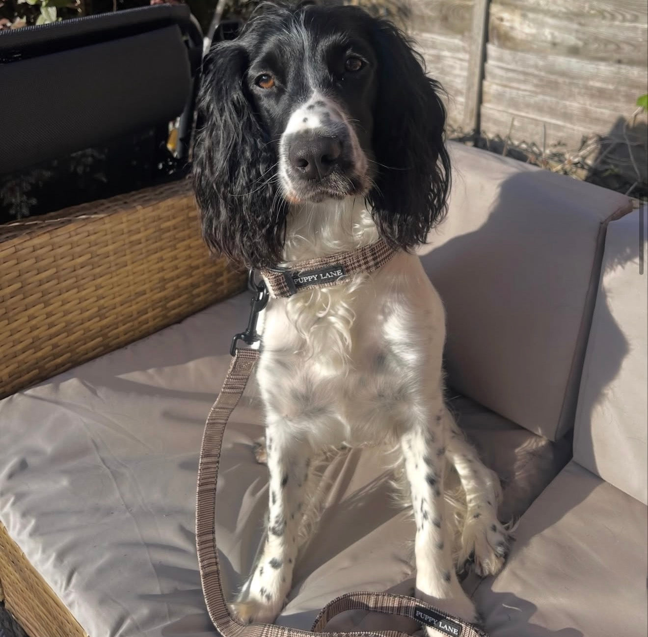 Pup in Plaid - Lead