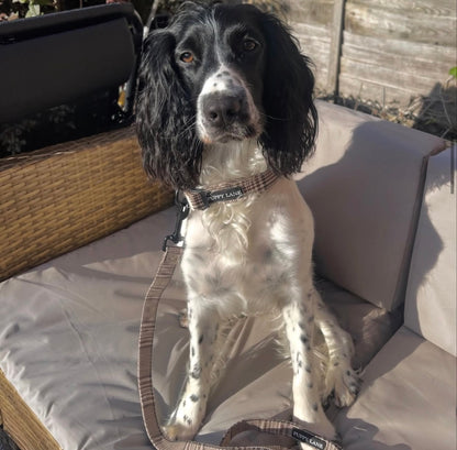 Pup in Plaid - Lead