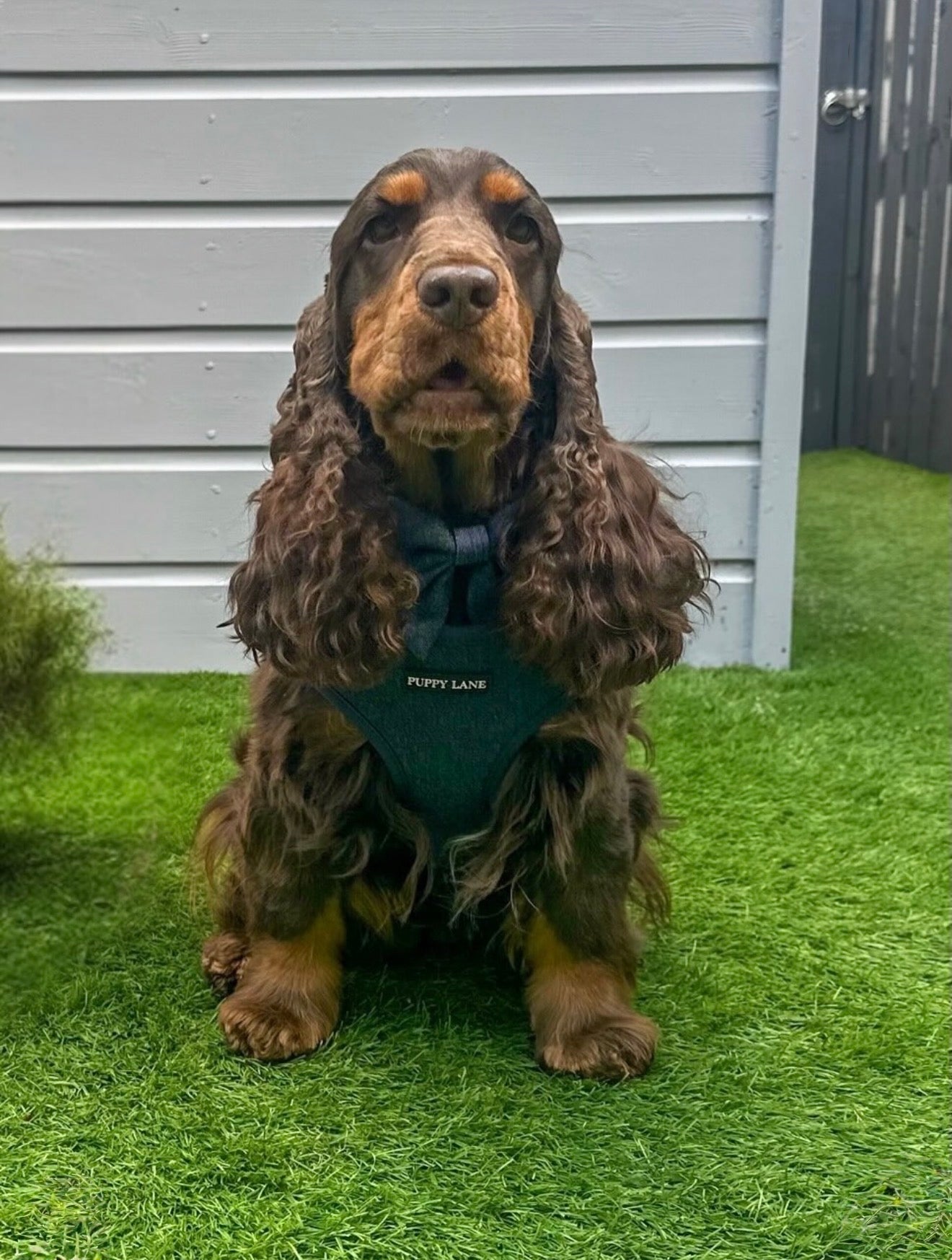The Denim One - Adjustable Harness