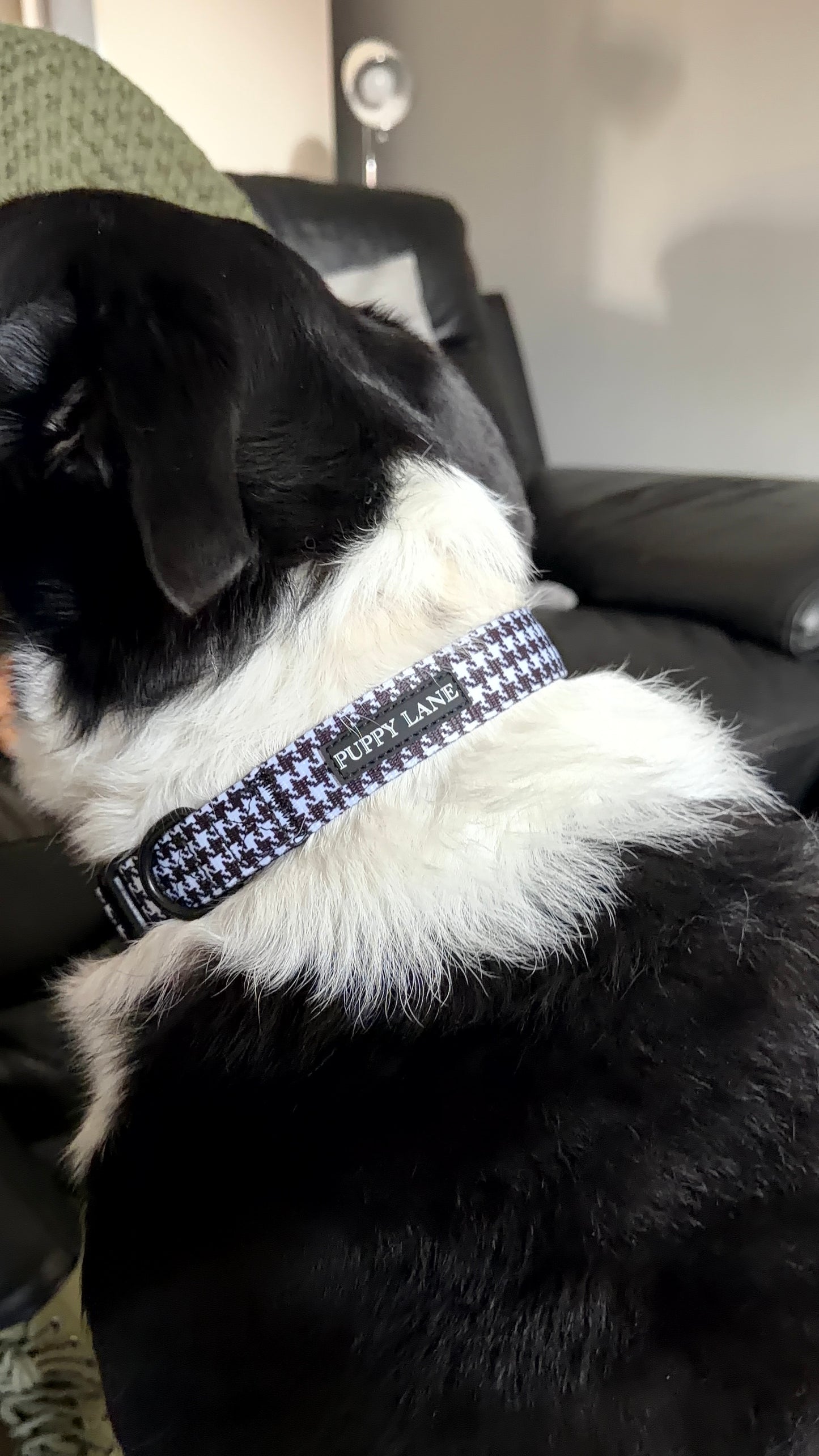 The Houndstooth Collection - Black and White Collar
